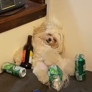 Meet your Posher, Suki